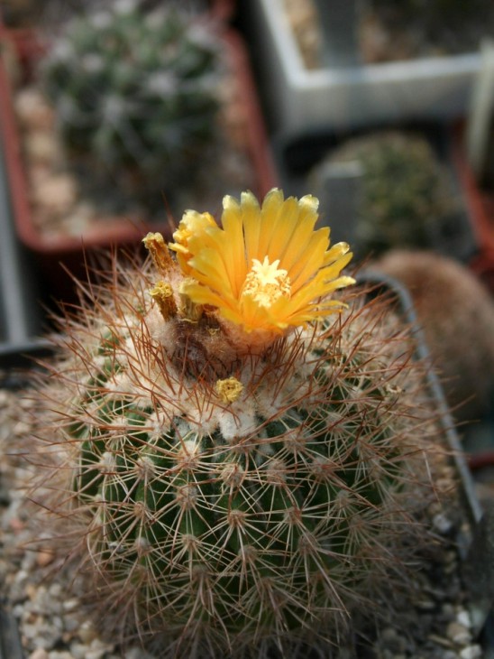 Parodia tredecimcostata (perplexa)