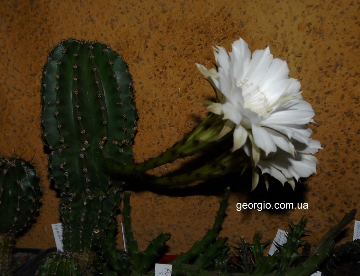 Echinopsis eyriesii-21.jpg