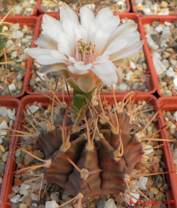 Gymnocalycium	michanovichi