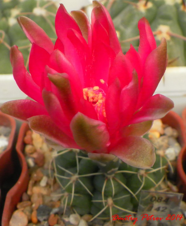 Gymnocalycium 	baldianum <br />Piltz