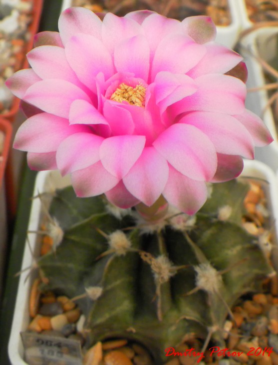 Gymnocalycium	friedrichii