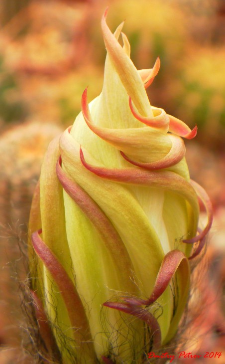 E. subdenudata
