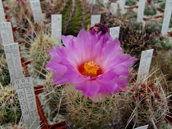 IMG_8737,1.jpg