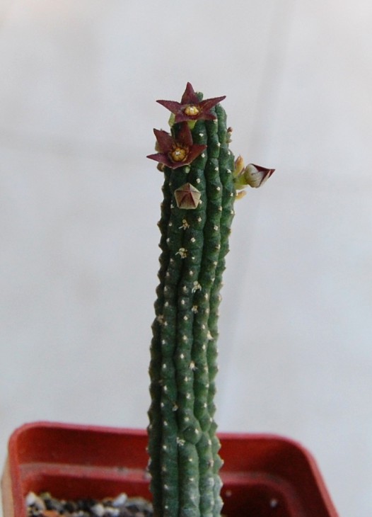Echidnopsis dammaniana