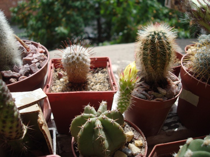 Echinocereus subinermis