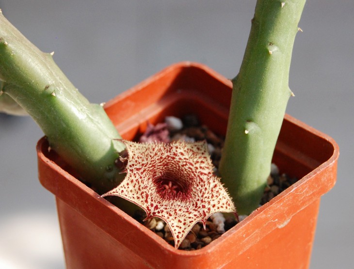 Huernia recondita