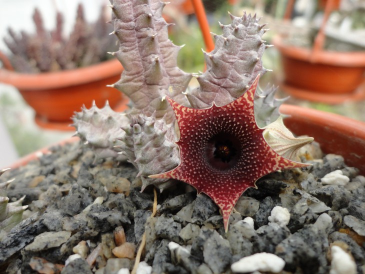 Huernia hybr.