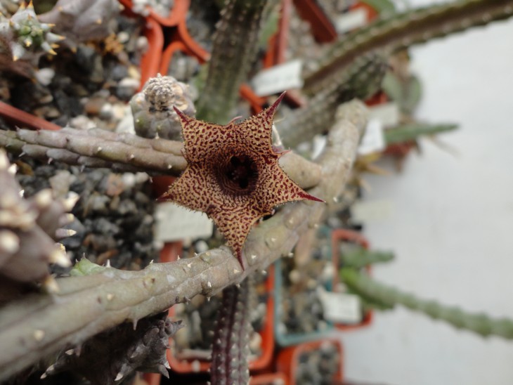 Huernia longii