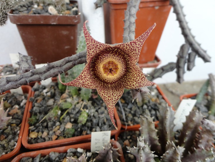 Orbeopsis hardy