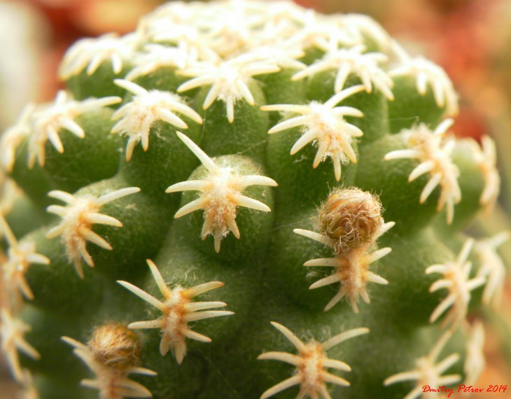 Pygmaecereus 	bieblii