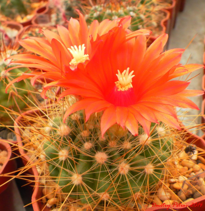 Parodia	penicillata