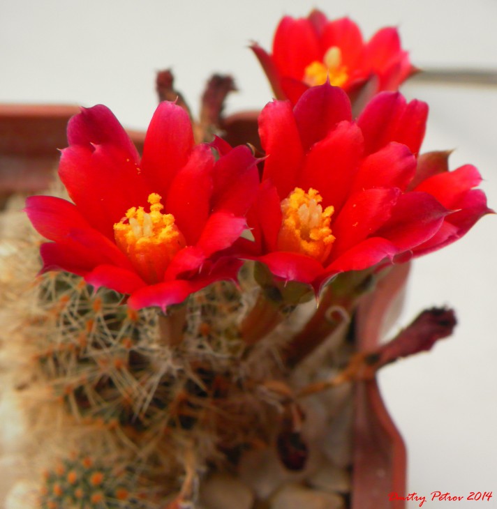 Rebutia spegazziniana 'occidentalis'
