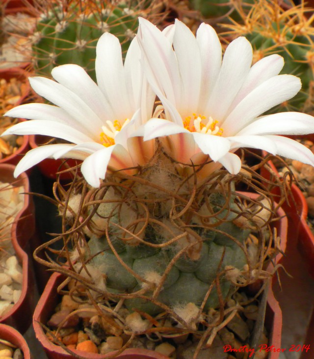 Turbinicarpus macrochele RSM704 Sacramento, SLP