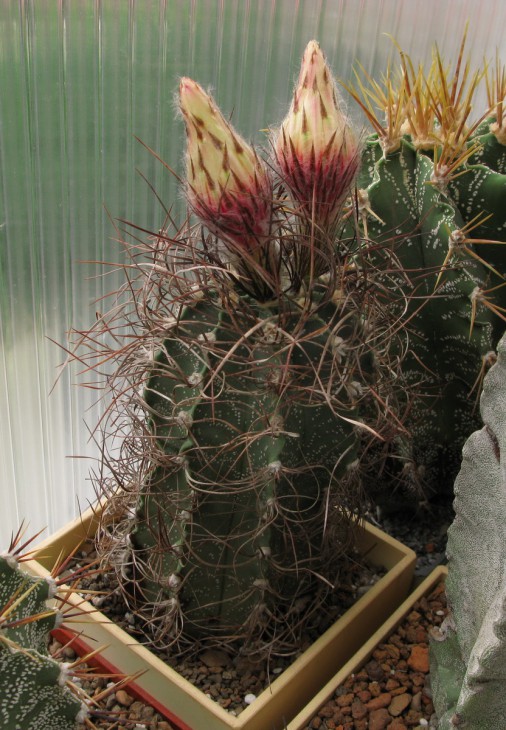 Astrophytum capricorne.