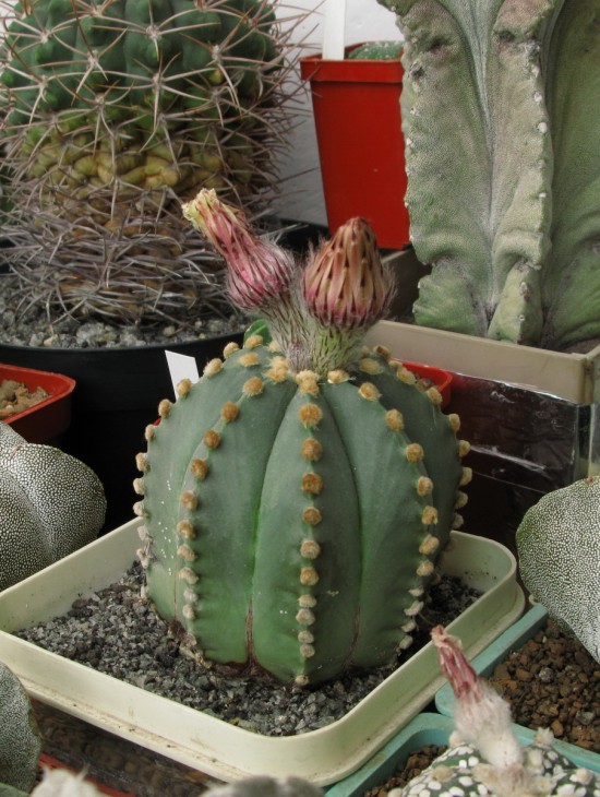 Astrophytum cv СССР