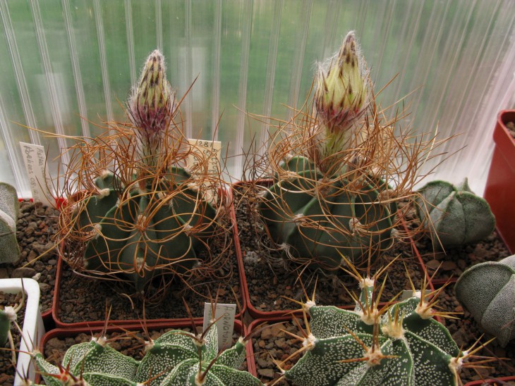Astrophytum senile v aureum