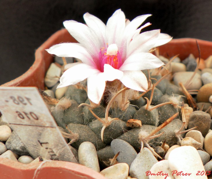 T.bonatzii
