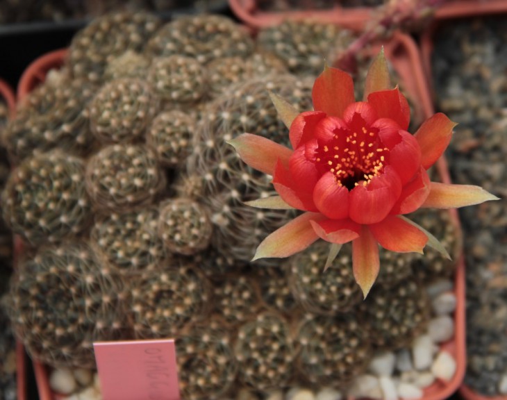 Lobivia arachnacantha