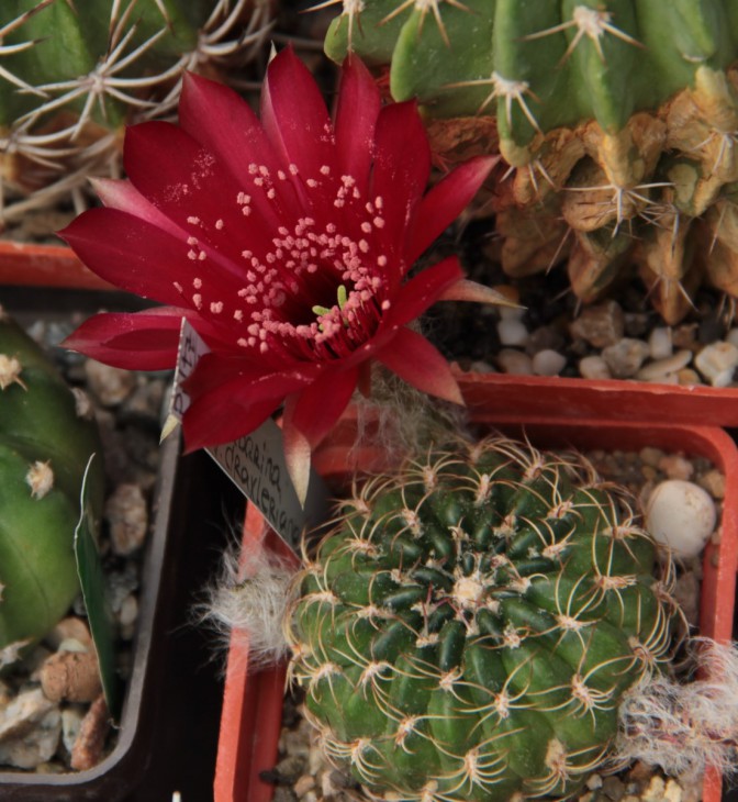 Lobivia cinnabarina v. draxleriana