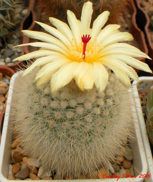 Notocactus scopa v.albispinus