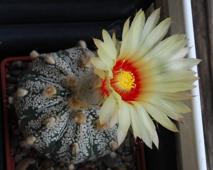 DSC_0917  A. Cap x SK.jpg