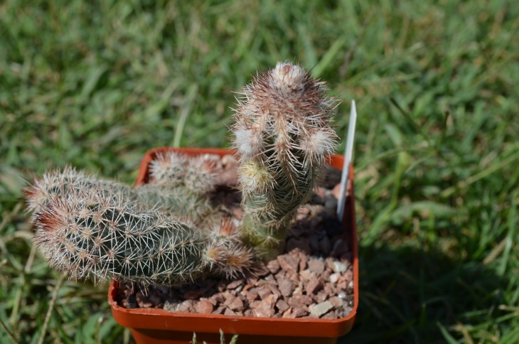 DSC_0423.JPG