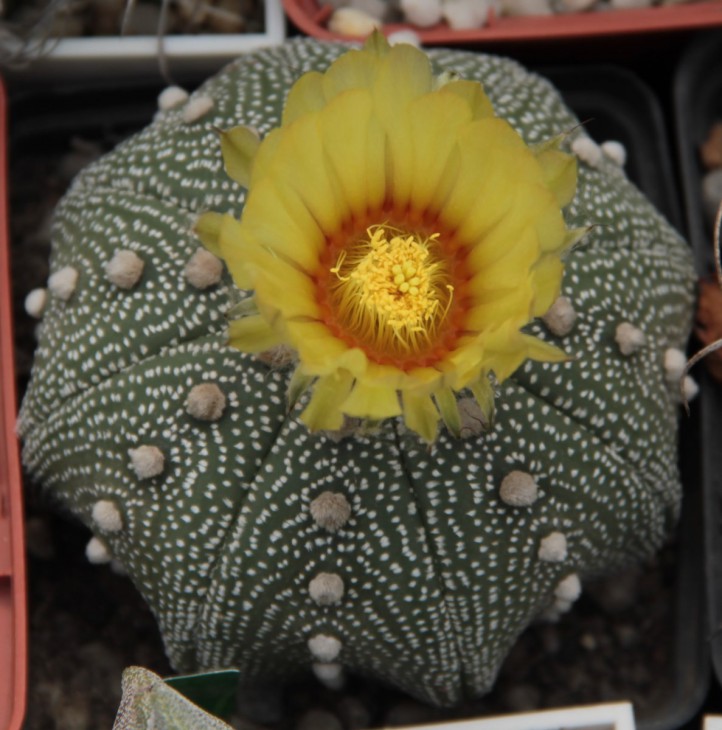 A. asterias