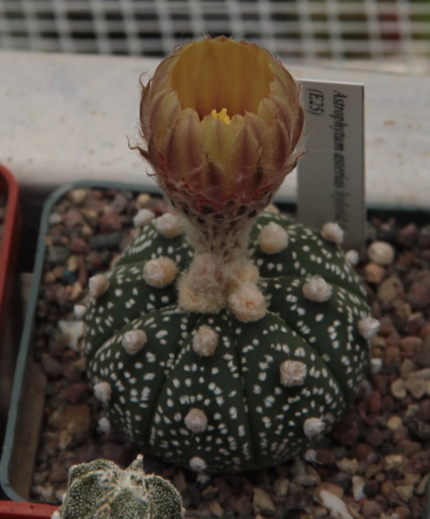 A. asterias hb.