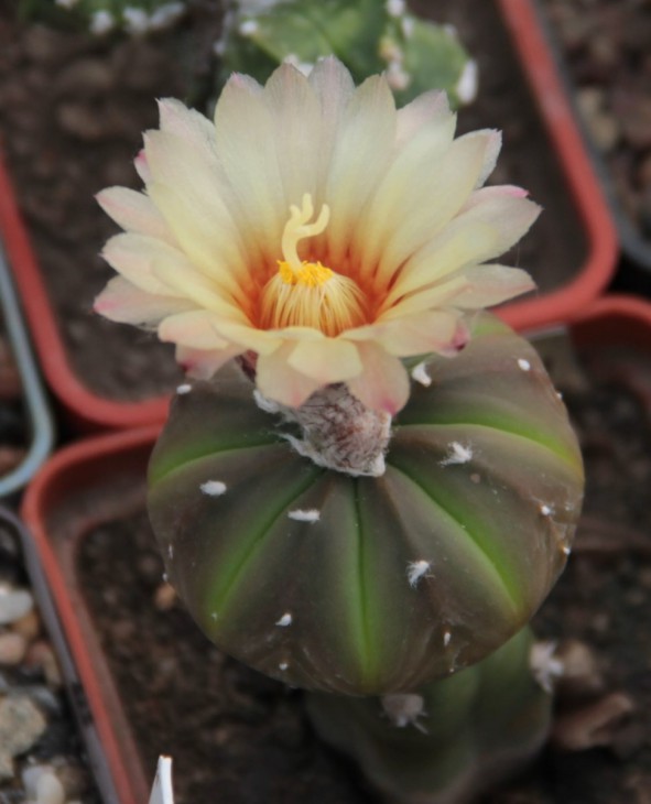 A. asterias hb.