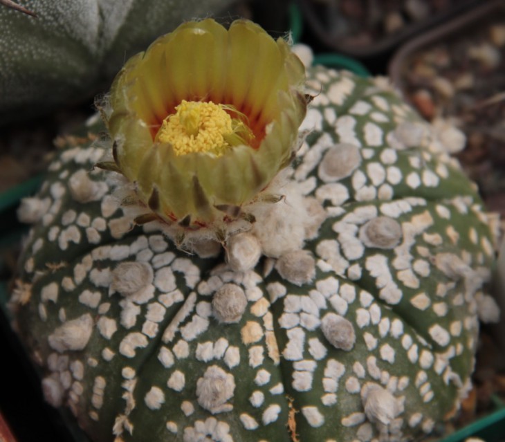 A.asterias Superkabuto