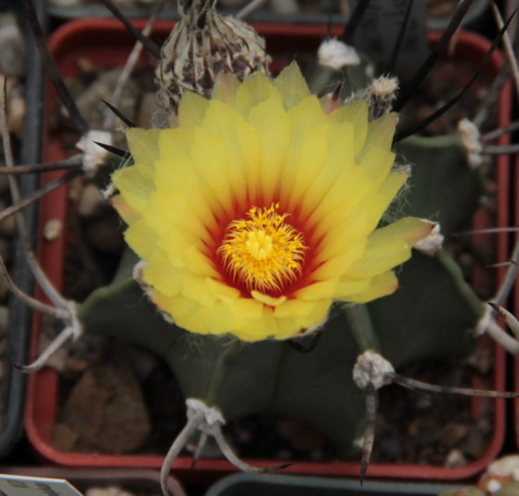 A.crassispinum El Socorro