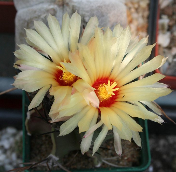 Astrophytum senile