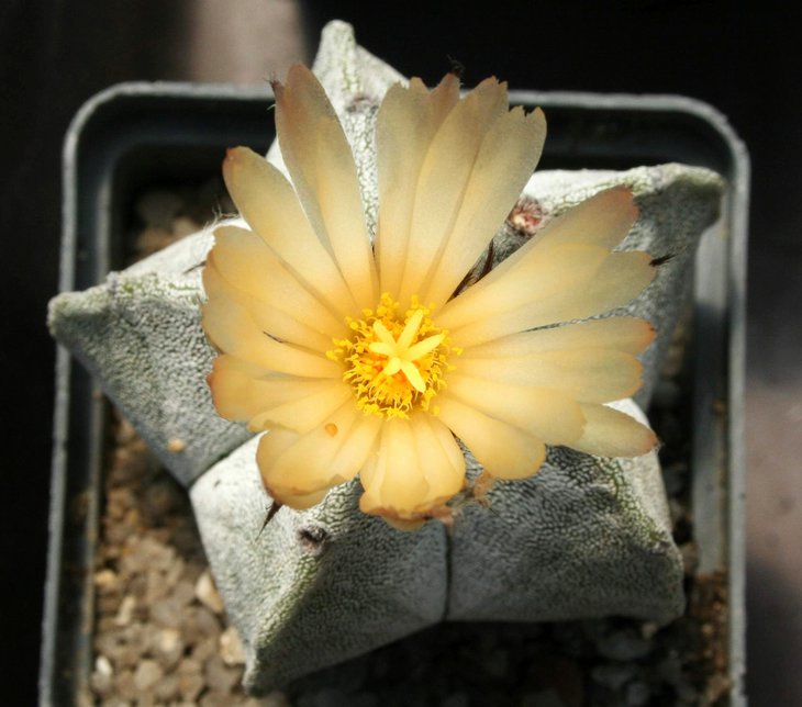 Astrophytum myriostigma v. strongylogonum MZ343