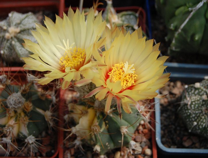 Astrophytum hybr. fa.variegata
