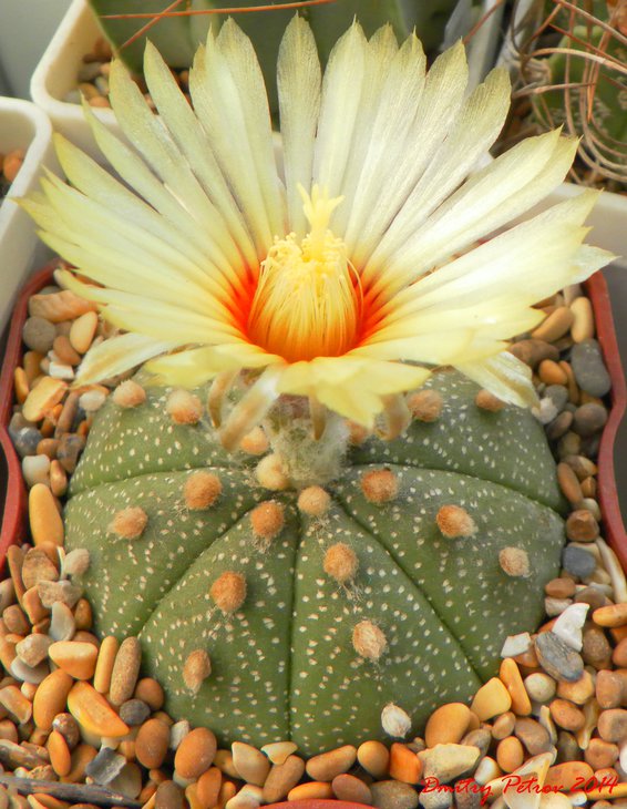 A.asterias