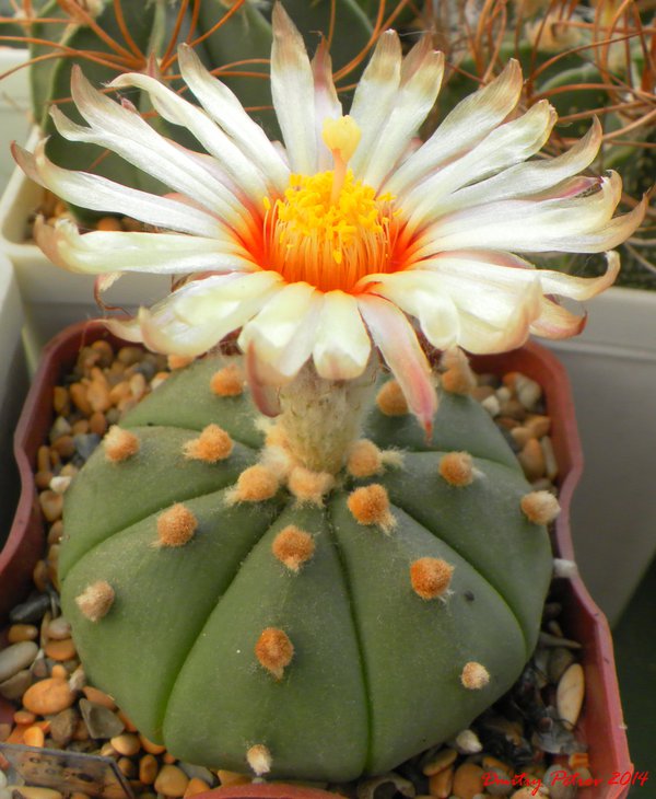 A.asterias nudum