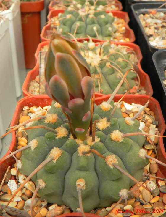 Gymnocalycium	vatteri	monospinum