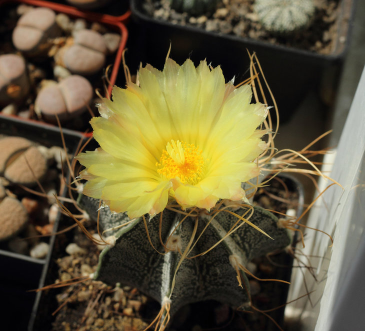 Astrophytum capricorne f. crassispinoides