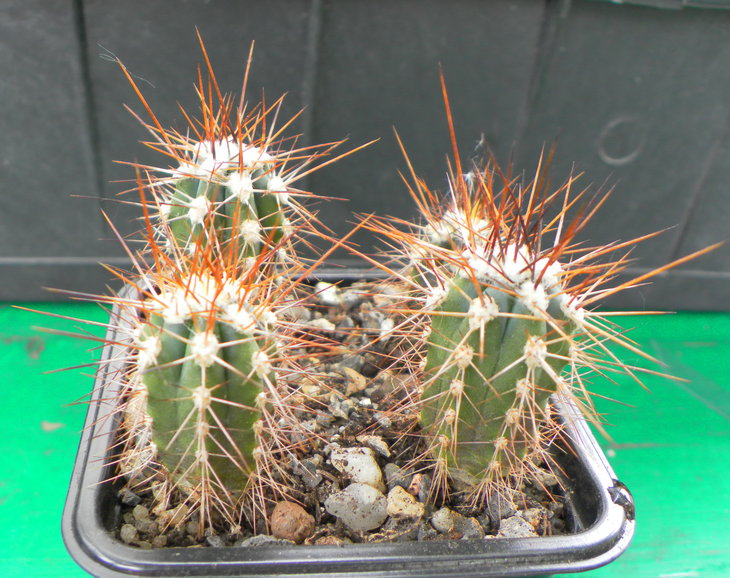 Stetsonia coryne