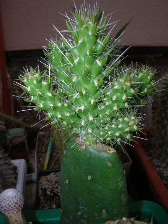 щепа на opuntia ficus-indica
