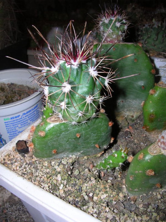 scler_parviflorus_2.JPG