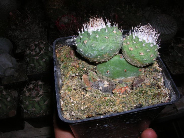 strombocactus 3 years.JPG