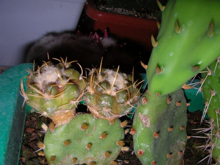 cintia on opuntia camanchica 1.5years.JPG
