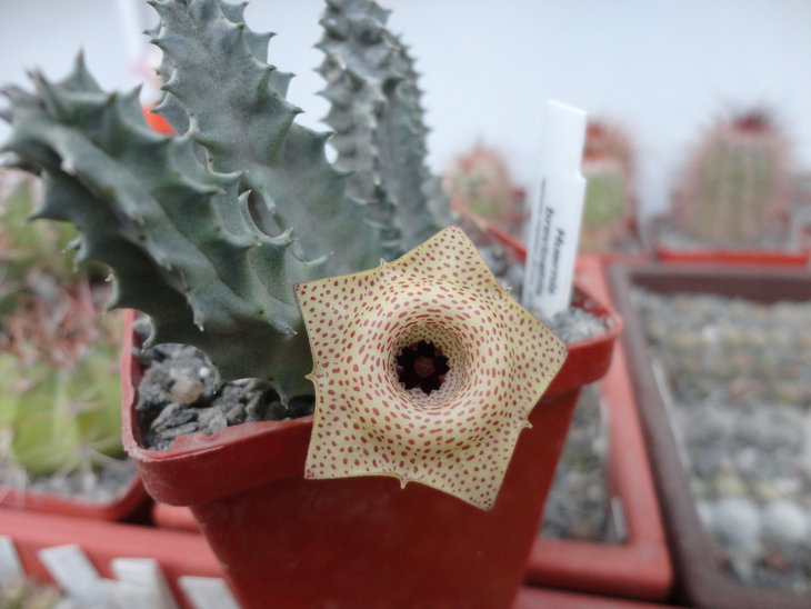 Huernia brevirostris