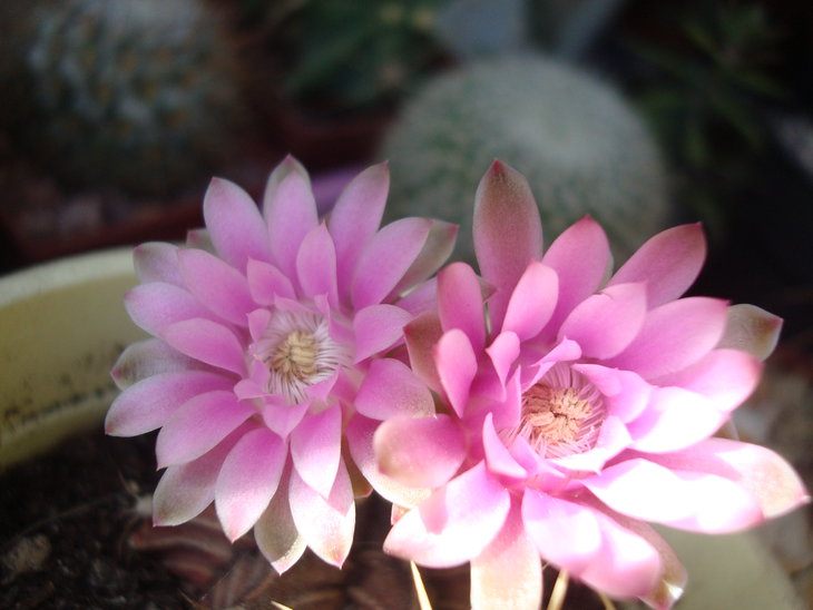 Gymnocalycium friedrichii
