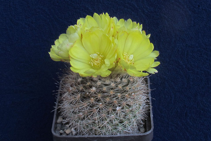 Parodia formosa