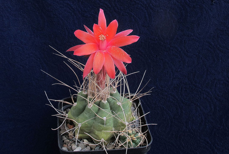 Submatucana paucicostata