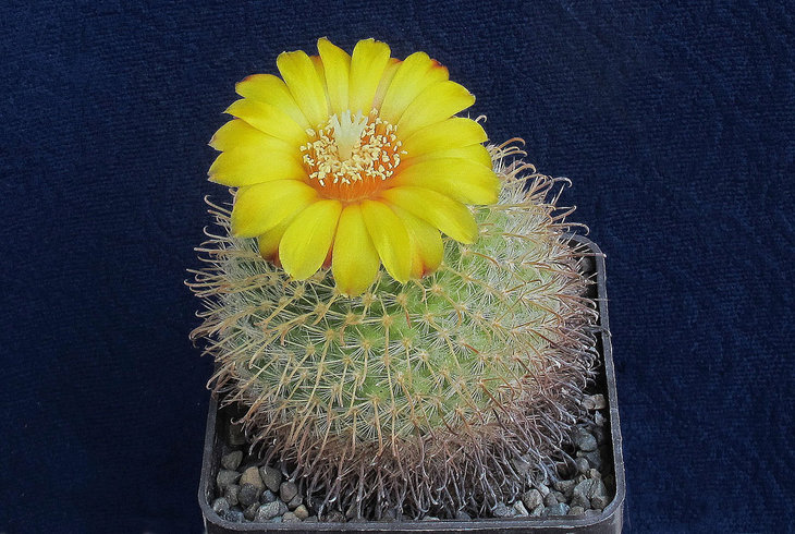 Parodia mutabilis