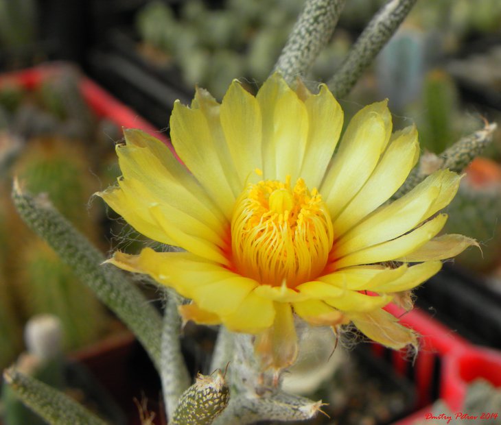 Digitostigma