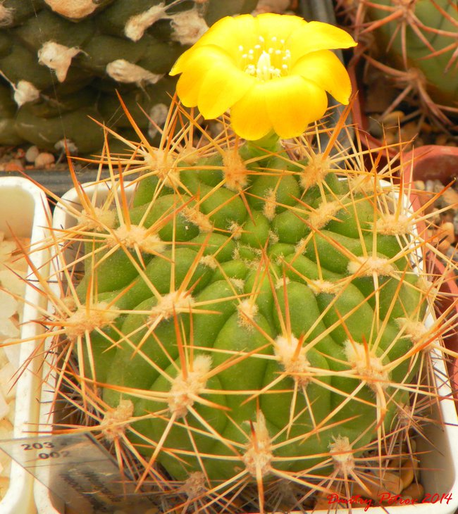 Weingartia	neocummingii
